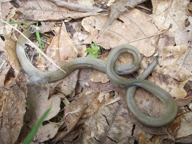 Serpente senza n capo n coda